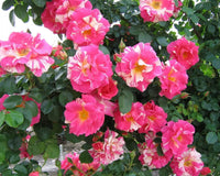 20 Candyland Climbing Rose Bush Seeds