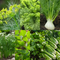 Complete Canning & Pickling Herb Seeds Kit featuring dill, mustard, fennel, chives, lovage, cilantro, and celery seeds, perfect for home gardeners and homemade preserves. Seed World