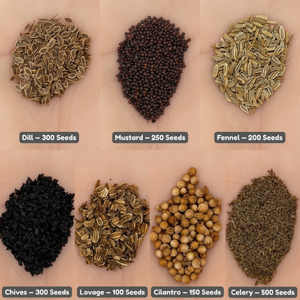 Assorted seeds from the Canning & Pickling Herb Kit including dill, fennel, chives, and cilantro, ideal for growing fresh herbs for pickling and culinary use. Seed World