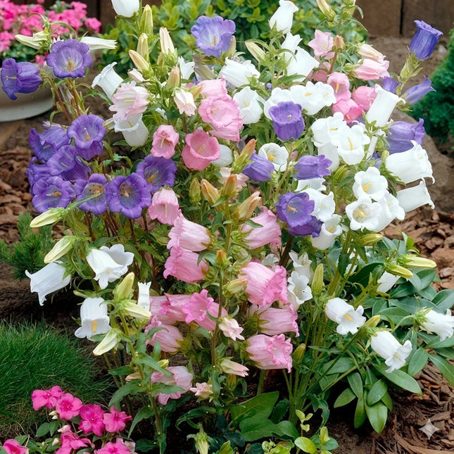 400 Canterbury Bells Flower Seeds – Mix | Heirloom Non-GMO