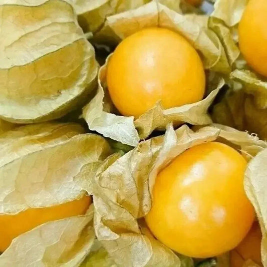 Physalis fruit with green husks on a close-up shot