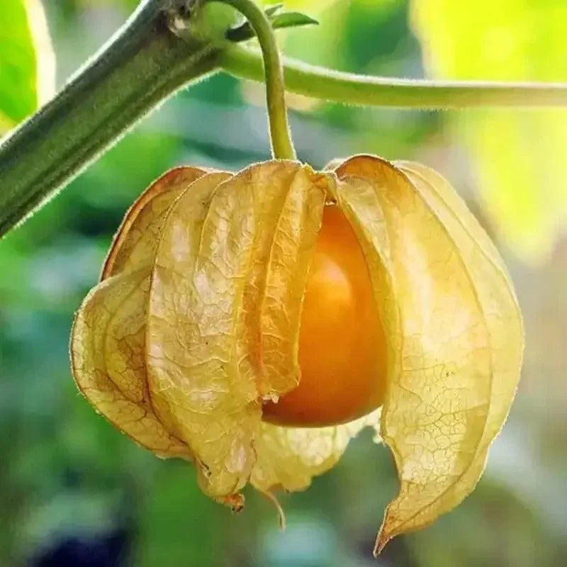 Physalis fruit with its husk on a green background