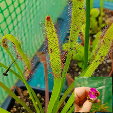 Capensis Sundew plant with captured insect and pink bloom inset