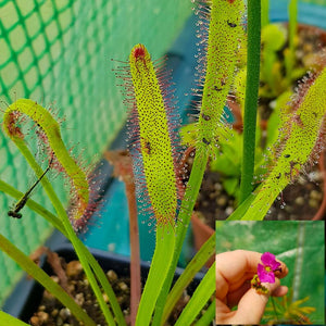 Capensis Sundew plant with captured insect and pink bloom inset