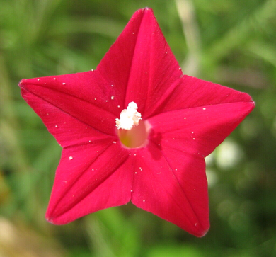 30 Cardinal Climber Vine Seeds