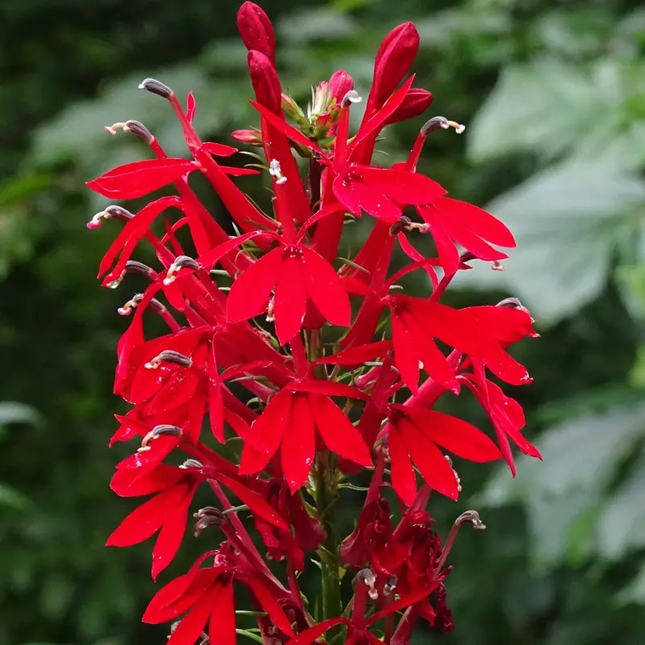 1000 Cardinal Flower Seeds – Lobelia cardinalis | Native Scarlet Blooms
