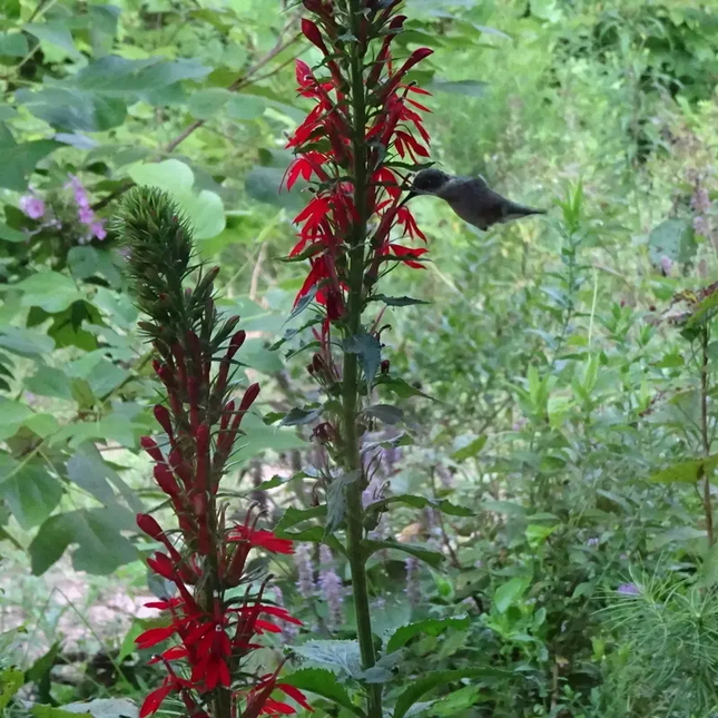 1000 Cardinal Flower Seeds – Lobelia cardinalis | Native Scarlet Blooms