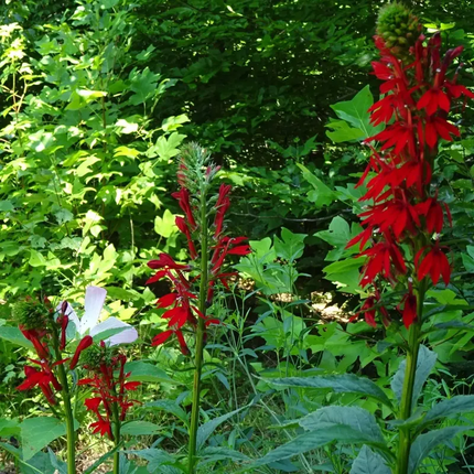 1000 Cardinal Flower Seeds – Lobelia cardinalis | Native Scarlet Blooms