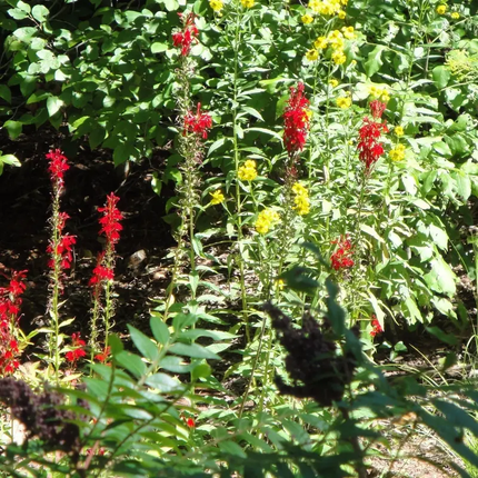 1000 Cardinal Flower Seeds – Lobelia cardinalis | Native Scarlet Blooms