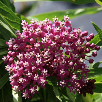 Carmine Rose Swamp Milkweed flowers with dense clusters of deep pink blooms and pale centers surrounded by lush green leaves. Seed World
