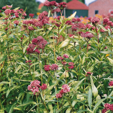 50 Carmine Rose Swamp Milkweed Seeds – Asclepias Incarnata