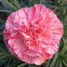 100 Carnation - Dianthus Flowers Seeds