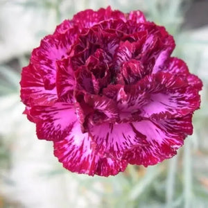 100 Carnation - Dianthus Flowers Seeds