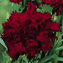 100 Carnation - Dianthus Flowers Seeds