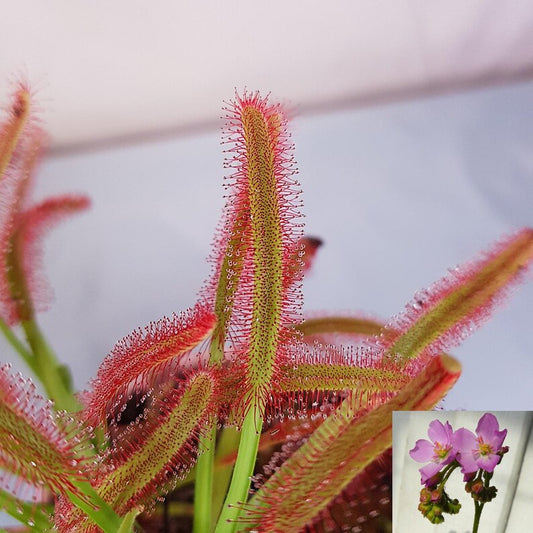 Red Cape Sundew leaves with sticky tentacles and flower inset