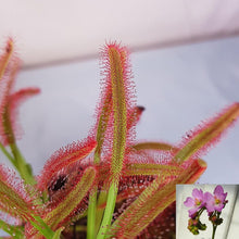 Red Cape Sundew leaves with sticky tentacles and flower inset