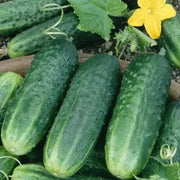 60 Carolina Cucumber Seeds