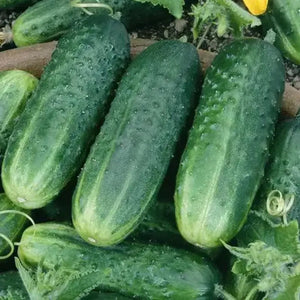 60 Carolina Cucumber Seeds