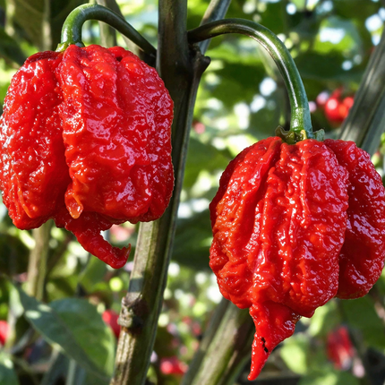 Two red Carolina Reaper chili peppers on a plant with a blurred green background