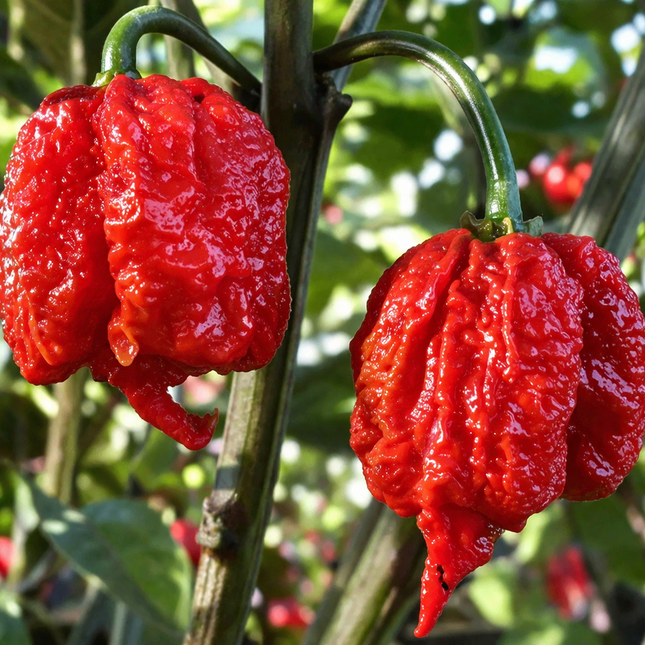 Two red Carolina Reaper chili peppers on a plant with a blurred green background