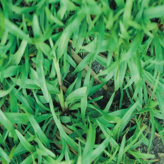 Premium Carpetgrass lawn with dense green coverage thriving in southern sun and shade