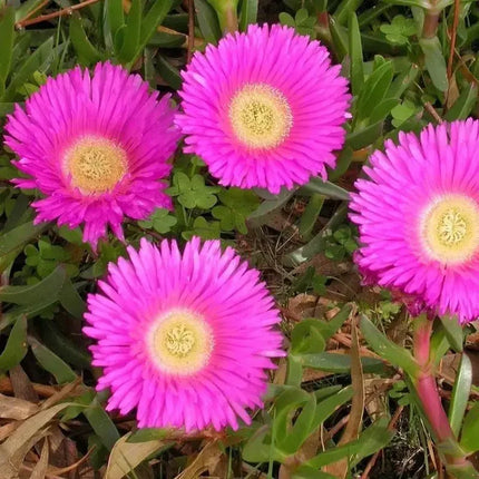 Four pink flowers with yellow centers in a natural setting