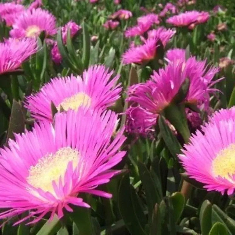 Close-up of pink flowers with green leaves in a garden setting