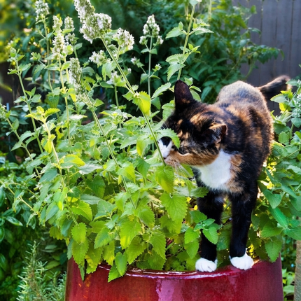 1500 Catnip Herb Seeds - Nepeta Cataria | Aromatic, Non-GMO
