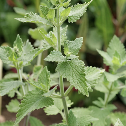 1500 Catnip Herb Seeds - Nepeta Cataria | Aromatic, Non-GMO
