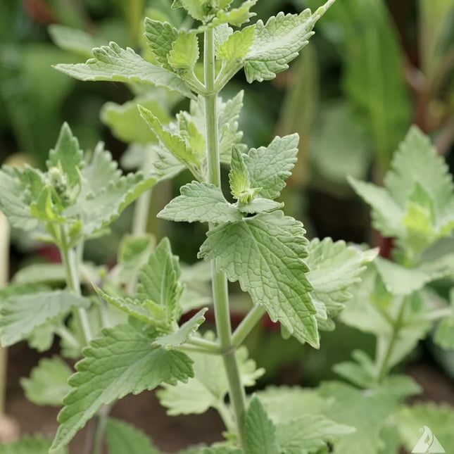 1500 Catnip Herb Seeds - Nepeta Cataria | Aromatic, Non-GMO