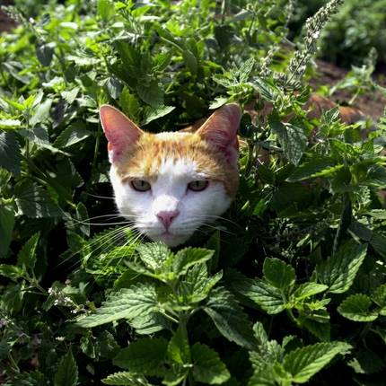 1500 Catnip Herb Seeds - Nepeta Cataria | Aromatic, Non-GMO