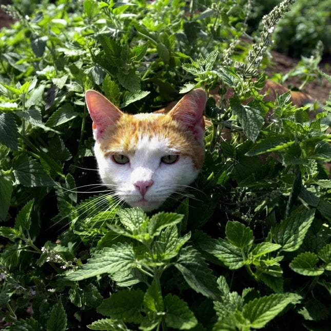 1500 Catnip Herb Seeds - Nepeta Cataria | Aromatic, Non-GMO