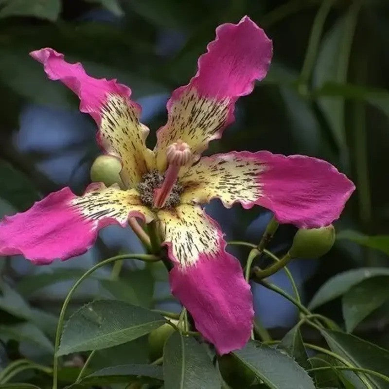 Close-up of a pink flower with a yellow center on a blurred green background