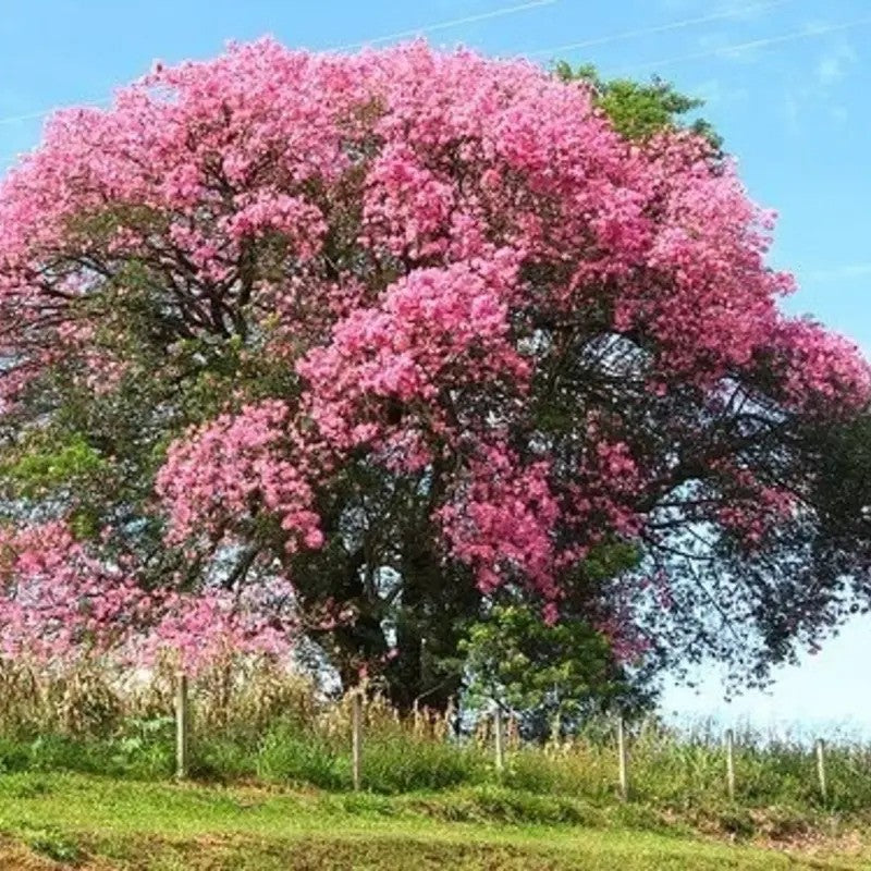 Large pink flowering tree in a field with a clear blue sky.