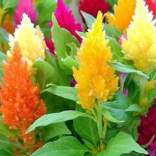 100 Celosia - Pampas Plume Mix Seeds