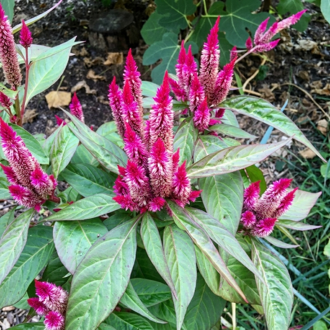 Bright pink Celosia Flamingo Feather flowers with feathery plumes, ideal for vibrant garden beds, home landscaping, and colorful ornamental displays. Seed World