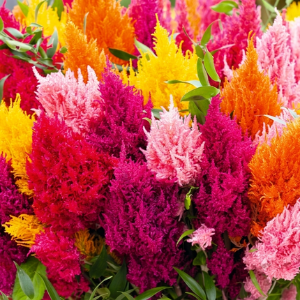 Bright and fluffy Celosia Pampas Plume Mix with multiple vibrant colors, ideal for home gardens, flower beds, and decorative landscaping. Seed World