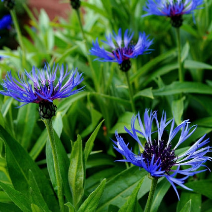Centaurea Montana Cornflower Seeds – 20 Seeds