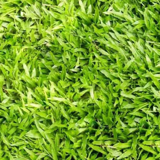 Close-up of dense green Centipede grass blades from seed-grown lawn