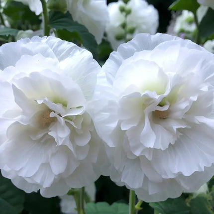 25 Charles White Hollyhock Seeds