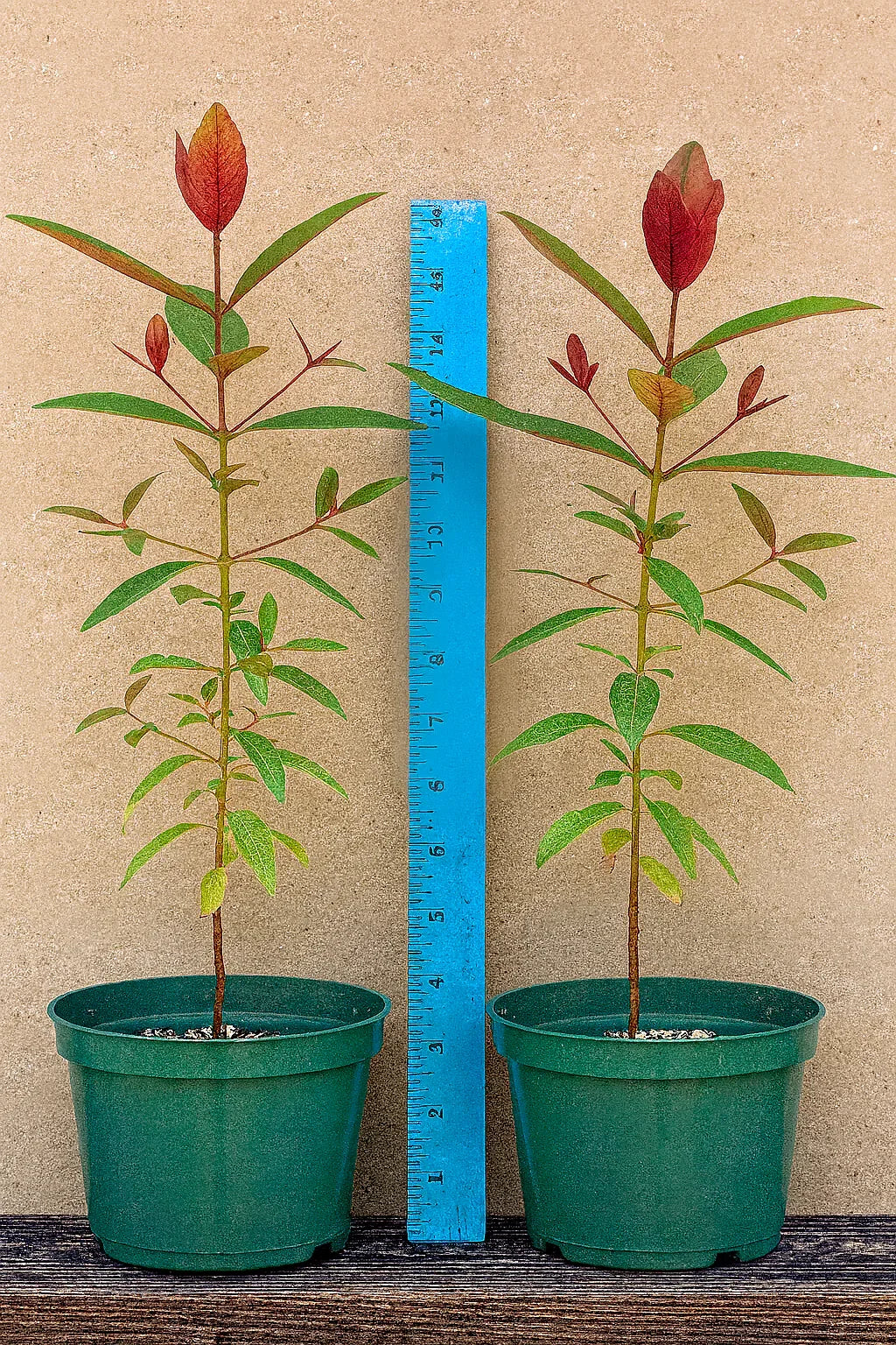 50 Rainbow Eucalyptus Tree Seeds – Fast-Growing Tropical Gum