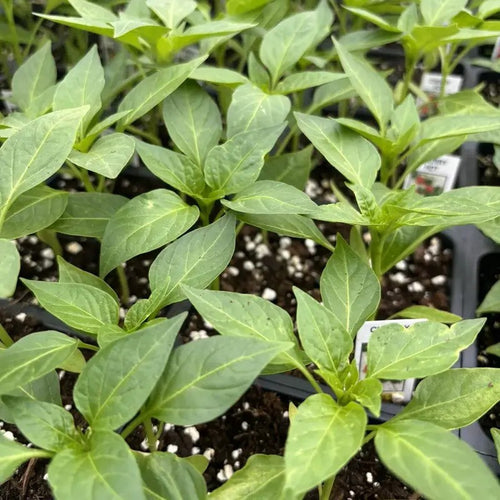 Red Cherry Bomb Chili – 3 Live Hot Pepper Plants