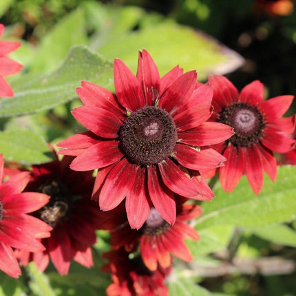 200 Cherry Brandy Rudbeckia Seeds – Rudbeckia Hirta