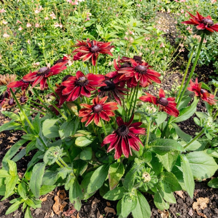 Cherry Brandy Rudbeckia with deep cherry-red, daisy-like flowers featuring dark chocolate-brown centers and lush green foliage. Seed World