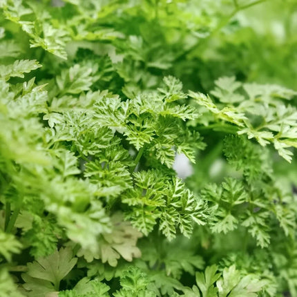 Fresh chervil (Anthriscus cerefolium) herb with delicate green leaves, perfect for culinary herb gardens, companion planting, and gourmet cooking. Seed World