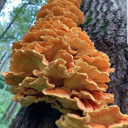 Chicken of the Woods Mushrooms