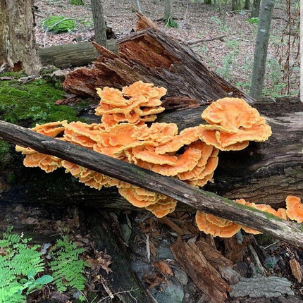 Chicken-of-the-Woods 