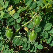 15 Chickpea Seeds