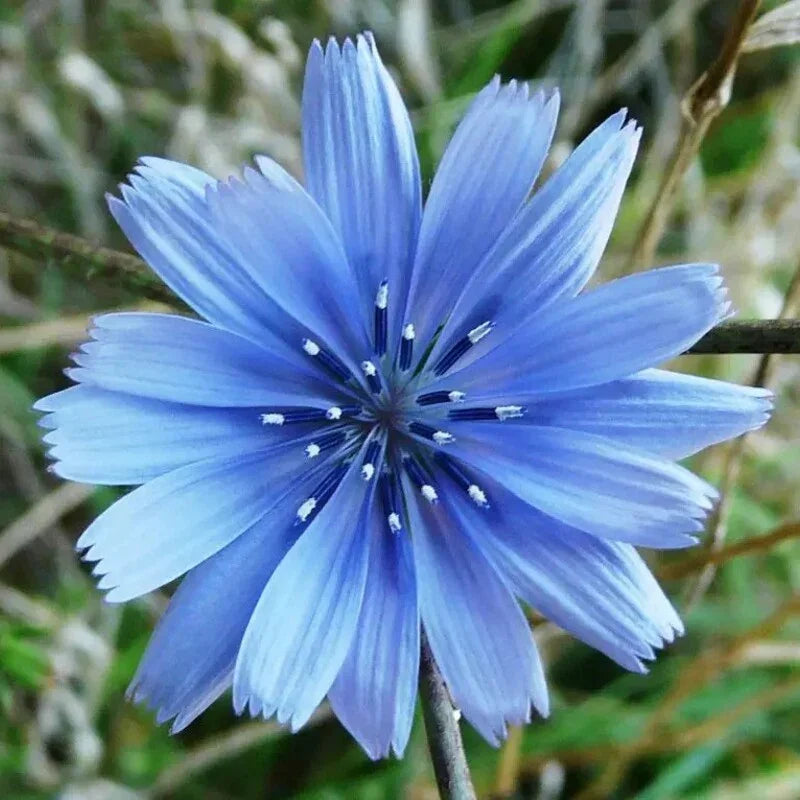Close-up of a blue flower with a blurred green background
