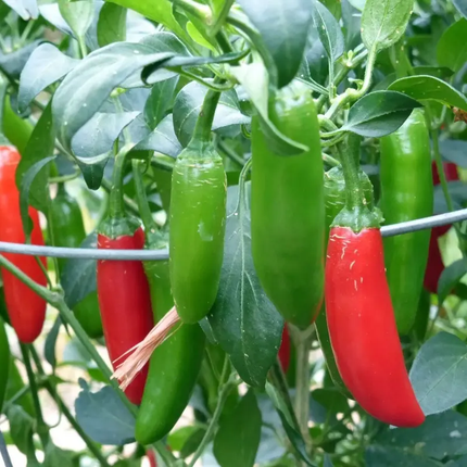 Chili Pepper Seeds Collection – 12 Heirloom Varieties | Non-GMO